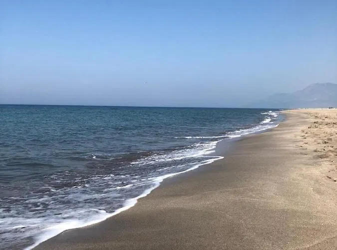 Acacia, Lavanta, Kalkan *